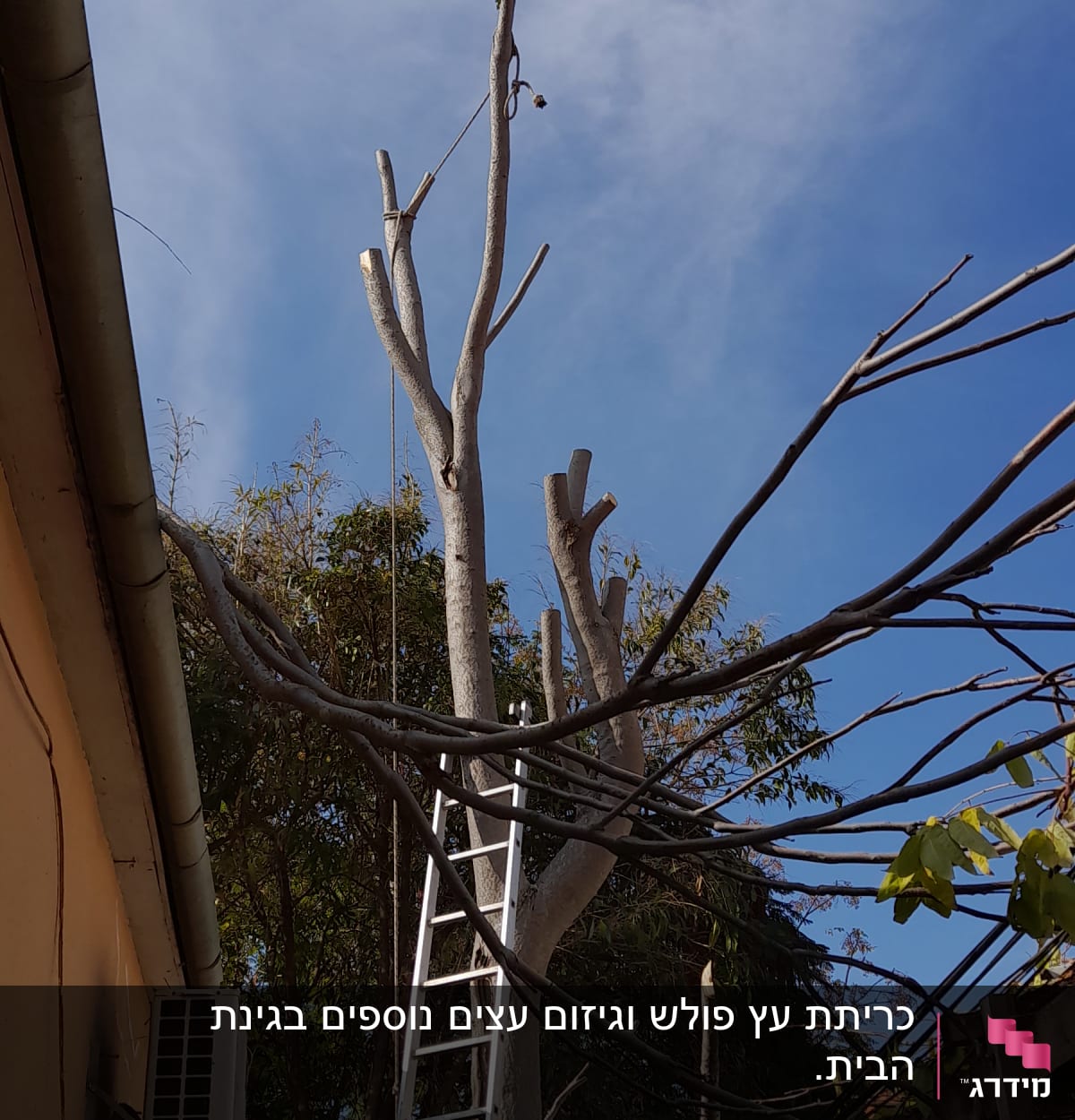 עץ גזום עם סולם מתכת לידו
